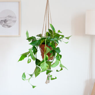 Epipremnum Pinnatum Aureum - Scindapsus - P15