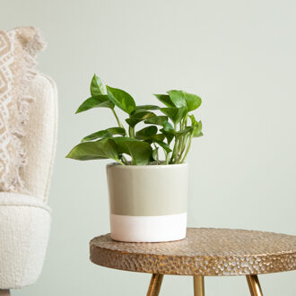 Epipremnum Pinnatum Global Green - P12