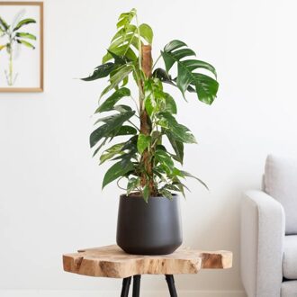 Epipremnum Pinnatum Variegata (op mosstok) - P19