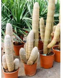 Espostoa cactus melanostele L kamerplant