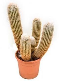 Espostoa cactus melanostele M kamerplant