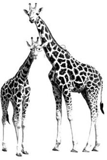 Esta Home fotobehang giraffen zwart en wit - 158701 - 139,5 cm x 2,79 m Wit, Zwart