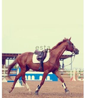 Esta Home fotobehang paard bruin - 158806 - 232,5 cm x 2,79 m