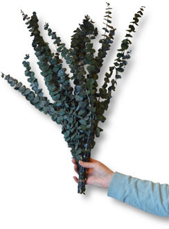 Eucalyptus Baby Blue geprepareerd groen
