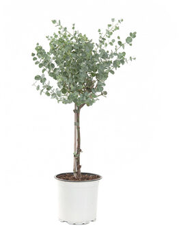 Eucalyptus Gunnii op stam (Gomboom) P 15 cm