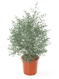 Eucalyptus plant (gomboom) - P 23 cm