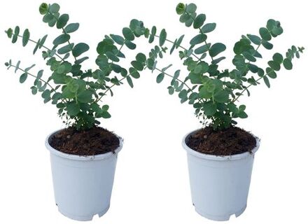 Eucalyptus Pulverulenta 'babyblauw' - Set Van 2 - Pot 13cm - Hoogte 25-40cm