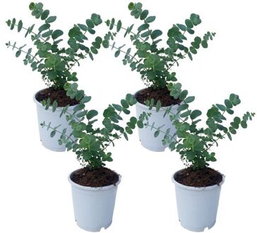 Eucalyptus Pulverulenta 'babyblauw' - Set Van 4 - Pot 13cm - Hoogte 25-40cm