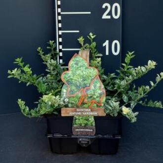 Euonymus fortunei 'Harlequin' - Kardinaalsmuts 6 pack
