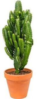 Euphorbia cactus acruensis L kamerplant