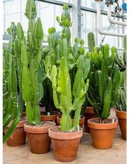 Euphorbia cactus acruensis XL kamerplant
