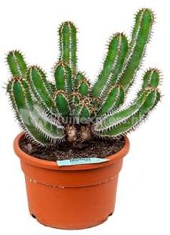 Euphorbia cactus avasmontana L kamerplant
