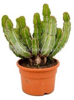 Euphorbia cactus avasmontana M kamerplant