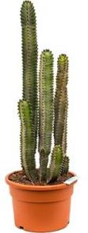 Euphorbia cactus canariensis M kamerplant