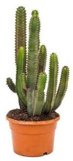 Euphorbia cactus canariensis S kamerplant