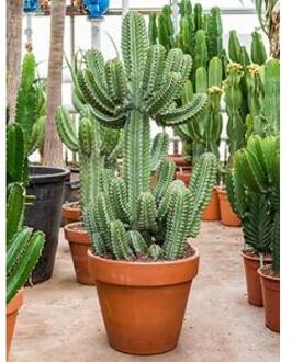 Euphorbia cactus cooperii L kamerplant
