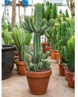 Euphorbia cactus cooperii M kamerplant