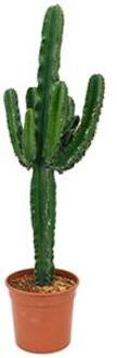 Euphorbia cactus erytrea L kamerplant