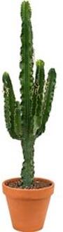 Euphorbia cactus erytrea M kamerplant
