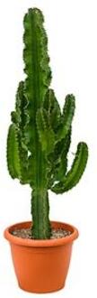 Euphorbia cactus erytrea S kamerplant