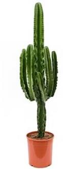 Euphorbia cactus erytrea XL kamerplant