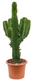 Euphorbia cactus ingens chihuahua kamerplant