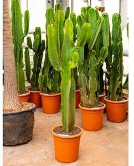 Euphorbia cactus ingens cozumel kamerplant