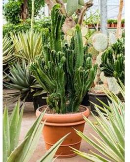 Euphorbia cactus ingens cristata kamerplant