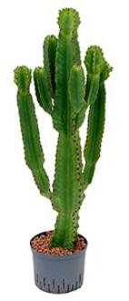 Euphorbia cactus ingens L hydrocultuur plant