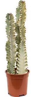 Euphorbia cactus ingens marmorata kamerplant