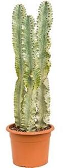Euphorbia cactus ingens marmorata toef kamerplant