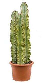 Euphorbia cactus ingens marmorata trio kamerplant