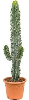 Euphorbia cactus ingens marmorata vertakt S kamerplant
