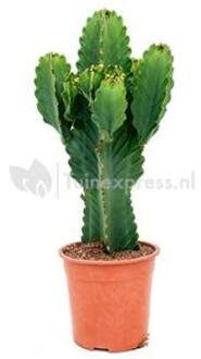 Euphorbia cactus ingens merida M kamerplant
