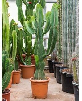 Euphorbia cactus ingens mocu kamerplant