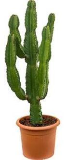 Euphorbia cactus ingens puebla kamerplant