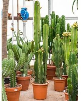 Euphorbia cactus ingens tuxpan kamerplant