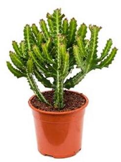 Euphorbia cactus lactea compact kamerplant