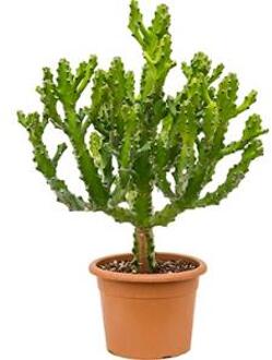 Euphorbia cactus mayuranathanii XL kamerplant