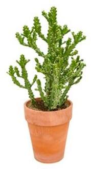 Euphorbia cactus mayuranathanii XXL kamerplant