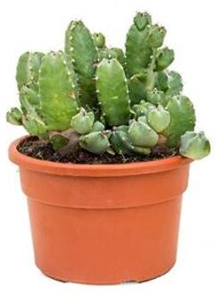 Euphorbia cactus resinifera L kamerplant