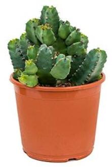 Euphorbia cactus resinifera M kamerplant