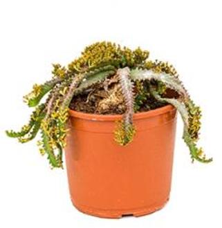 Euphorbia cactus stellata kamerplant