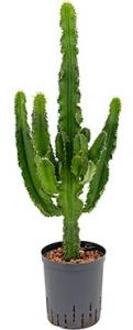 Euphorbia cactus tetra hydrocultuur plant