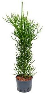 Euphorbia cactus tirucalli L hydrocultuur plant