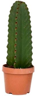Euphorbia Ingens 'cowboycactus' - Cactus - Pot 18cm - Hoogte 40-50cm