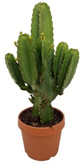 Euphorbia Ingens 'cowboycactus' Xl - Cactus - Pot 24cm - Hoogte 85-95cm