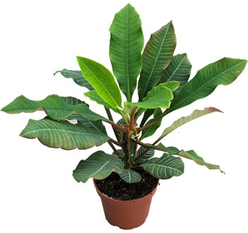 Euphorbia Leuconeura (Madagascar Jewel) - P 12 cm