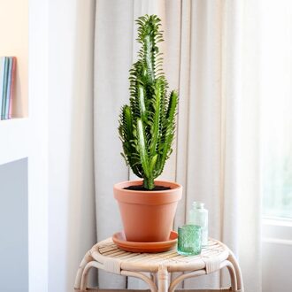 Euphorbia Trigona - Afrikaanse Melkboom - P17