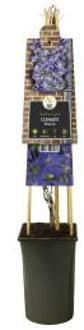 Express Blauwe bosrank (Clematis "Rhapsody") klimplant